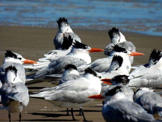 Padre Island National Seashore