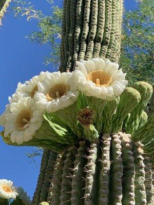 Saguaro blossoms