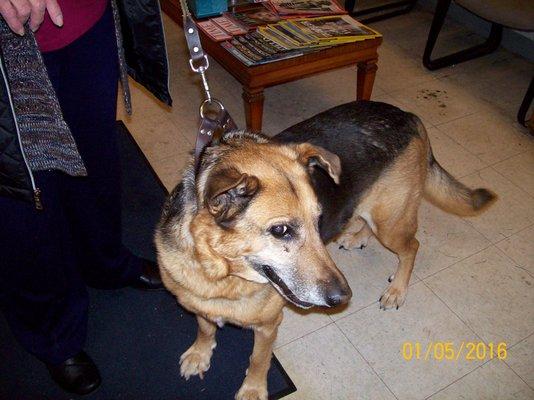 One of our many 4 legged friends who stops by for a treat from Maria.