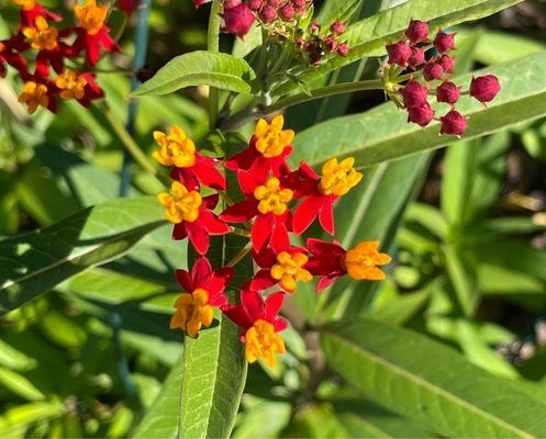 Tropical milkweed.