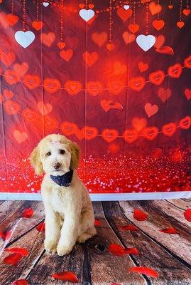 Maisie after her groom - they have the cutest backdrops!