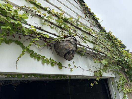 Another Bald Faced Hornet nest in 2024