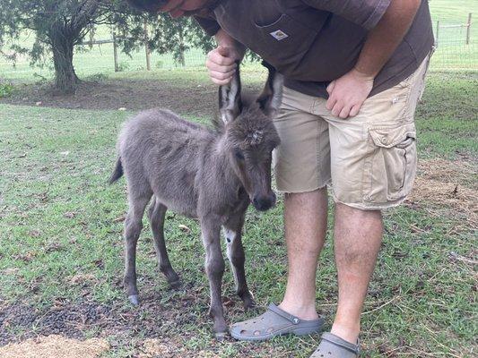 Mini donkey