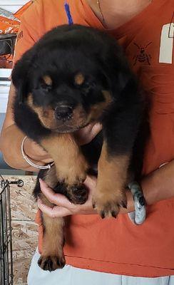 Wu-Tang AKC Male Rottweiler 
 DOB: 7/17/2023