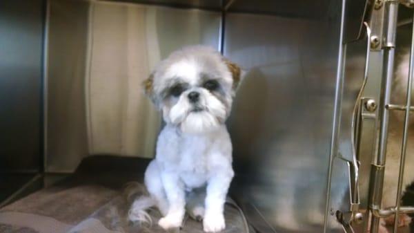 Dog in Dapper Dog Salon