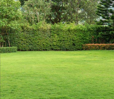 Lawn Fertilization & Weed Control