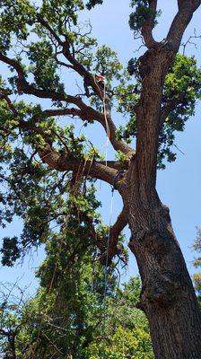 Oak tree remove