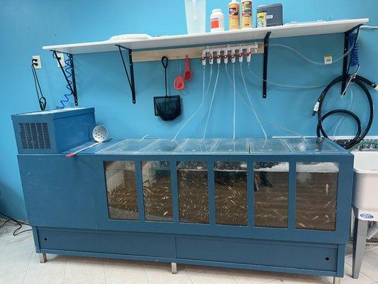 Aqualogic Bait Tank, excellent filtration system with treated water = Fresh, Healthy Live Bait