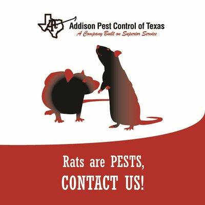 Rats are PESTS, Contact Us!