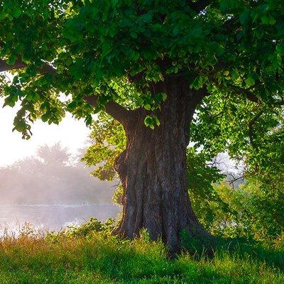 Tree care.  Make sure your valuable tree's are healthy and thriving.