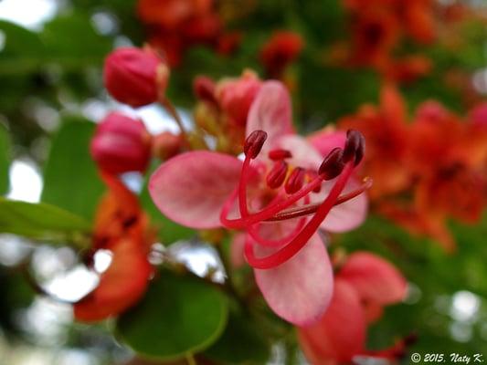 Beautiful flowers add color to the cemetery grounds.