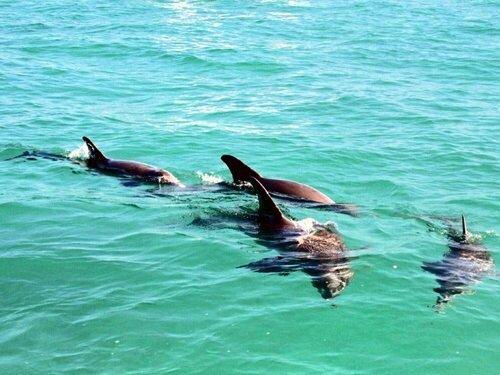 Dolphins in the wild.