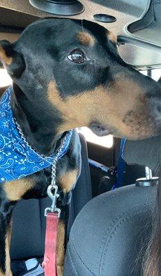 Fresh bandanna after his grooming