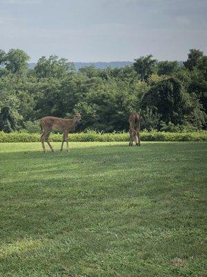 Wild life up and close. A common sight.