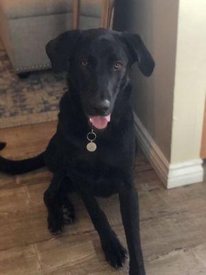 Our handsome boy after his wash and brush.