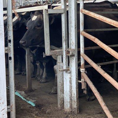 Active working farm - the cows taking a break from grazing to milk!