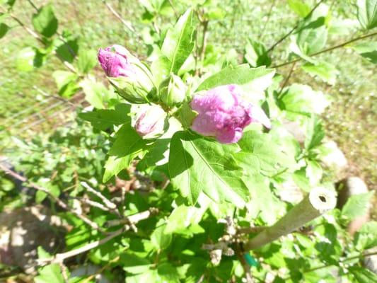 Not a shrub but a blooming tree!