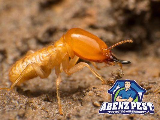 Arenz Pest Management Solutions, Inc.