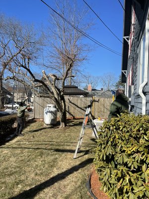 Tree pruning