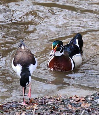 Does the stilt know that the wood duck is gliding up to check it out?