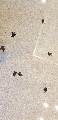 Turtles inlays on the floor