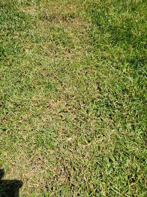 Lawn After last mowing. They ruined it. The blades are maybe 1/2 inch tall!