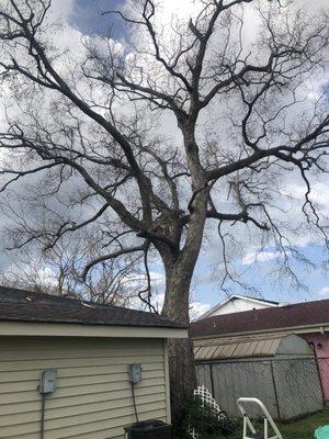 One of the trees cutting edge tree and lawn removed.