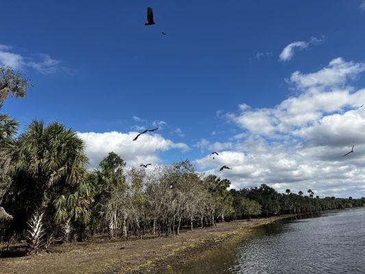 Buzzards flying over the water