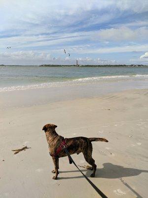 Dog friendly beach (leashed)