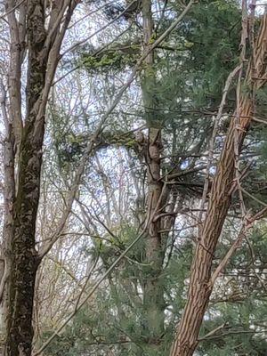 Wild barred owl