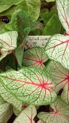 the colorful veins of Caladium