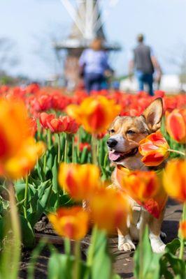 My dog at Windmill Island Gardens!