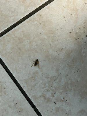 Roach in bathroom.