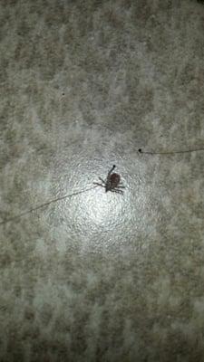 one of the ticks found in room 15 :)