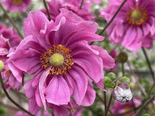 Amazing flowers -- anemone