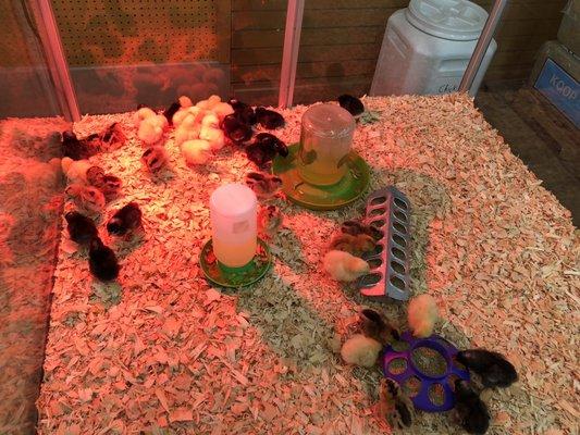 Baby chicks!