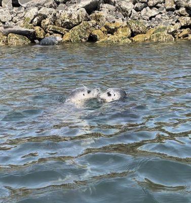 Playful seals