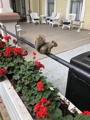 Squirrel garbage attack artist