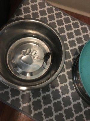 mouse found in dog's water bowl