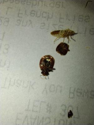 Bedbugs we killed