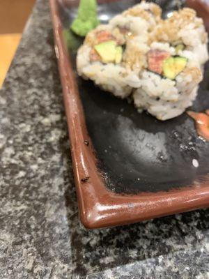 INSECTS ON SUSHI!