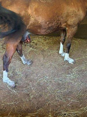 Another one of her horses that I think was just euthanized today after investigators were out at her "farm".