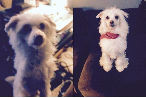 Before and after picture of one of the many times he was groomed. Honestly the picture doesn't do the job they did enough justice!