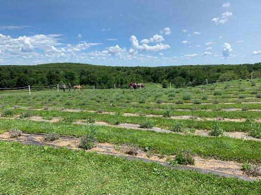 Lavender field that cost $10 per person and 45 minute wait for shuttle to view.