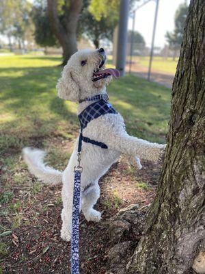 Finn on the prowl for squirrels