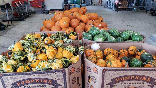 HEB mix of pumpkins