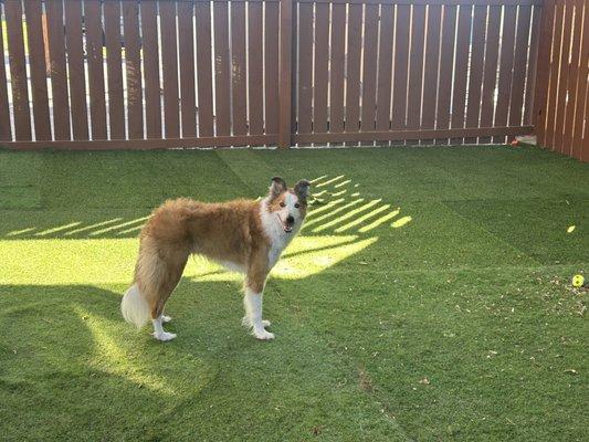 Ivy May a grooming dog at Zumas enjoying the yard all to her self!