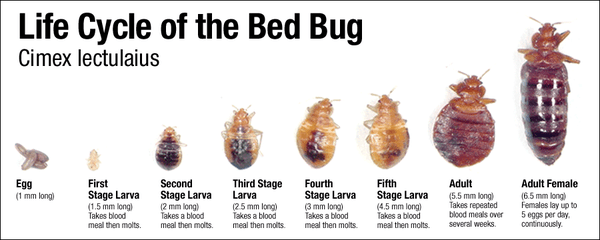 Bed Bug Life Cycle