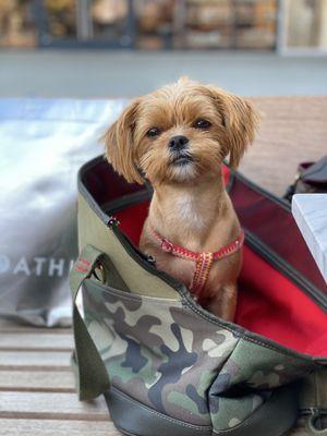 Boba after her grooming session.