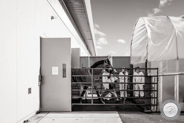 Horses passing through The ARK at JFK